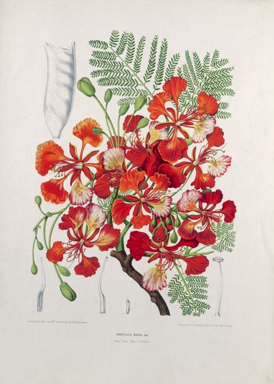 Poinciana Regia, illustration from Fleurs, Fruits et Feuillages Choises de la Flore et de la Pomone de l