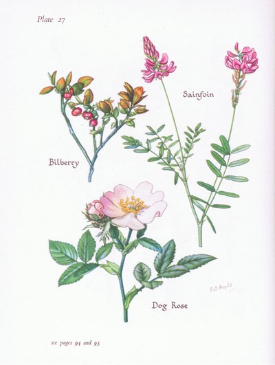 Bilberry or Blaeberry, Dog Rose, Sainfoin by Bessie D. Inglis