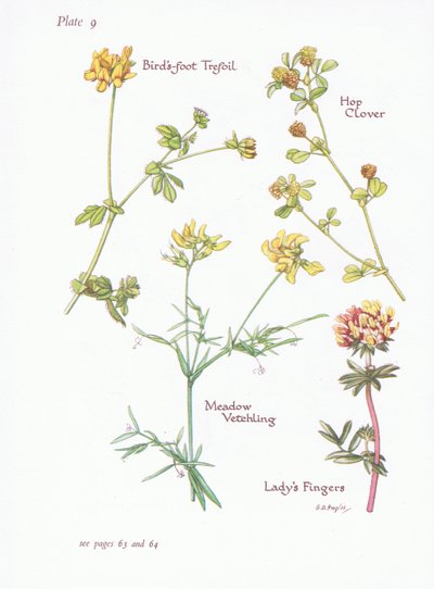 Birds Foot Trefoil, Ladys Fingers, Hop Clover, Meadow Vetchling by Bessie D. Inglis