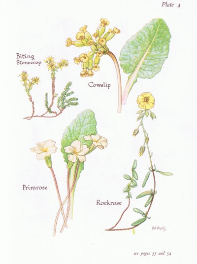 Biting Stonecrop or Wall Pepper, Cowslip, Rockrose, Primrose by Bessie D. Inglis
