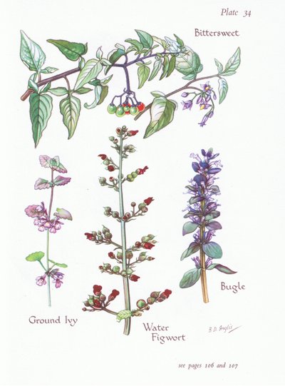 Bittersweet, Ground Ivy, Bugle, Water Figwort by Bessie D. Inglis