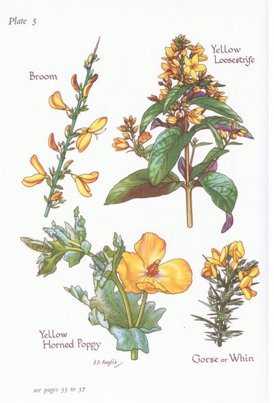 Broom, Gorse, Whin or Furze, Yellow Loosestrife, Yellow Horned Poppy by Bessie D. Inglis