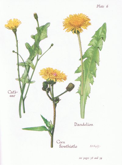 Cats Ear, Dandelion, Corn Sow Thistle by Bessie D. Inglis