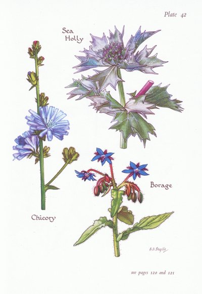 Chicory or Succory, Sea Holly, Borage by Bessie D. Inglis
