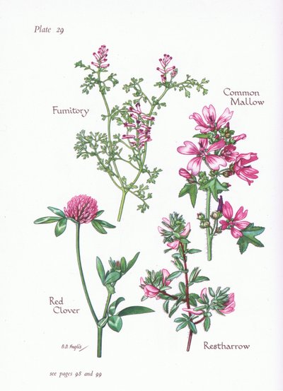 Common Mallow, Restharrow, Fumitory, Red Clover by Bessie D. Inglis
