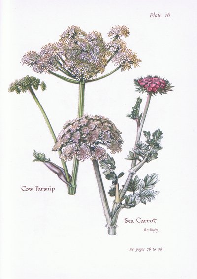 Cow Parsnip, Sea Carrot by Bessie D. Inglis