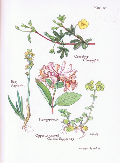 Creeping Cinquefoil, Bog Asphodel, Honeysuckle or Woodbine, Opposite-Leaved Golden Saxifrage by Bessie D. Inglis