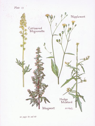 Cut-Leaved Mignonette, Mugwort, Nipplewort, Hedge Mustard by Bessie D. Inglis