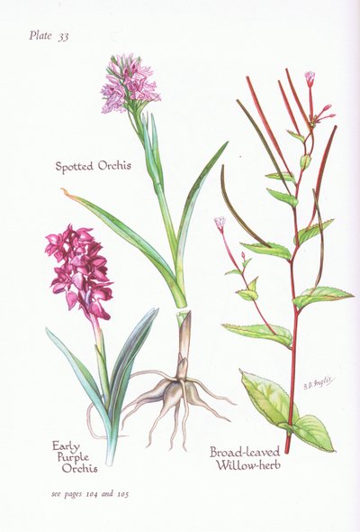 Early Purple Orchis, Spotted Orchis, Broad Leaved Willow Herb by Bessie D. Inglis