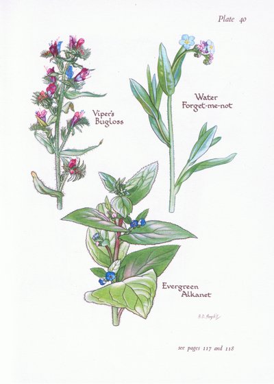 Evergreen Alkanet, Vipers Bugloss, Water Forget-Me-Not by Bessie D. Inglis