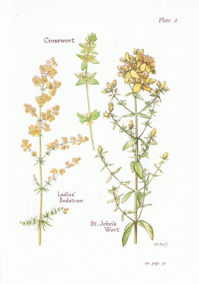 Ladies Bedstraw, Crosswort, St Johns Wort by Bessie D. Inglis