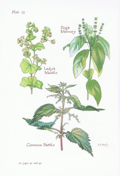 Ladys Mantle, Dogs Mercury, Common Nettle by Bessie D. Inglis