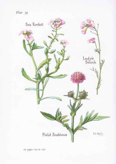 Ladys Smock or Cuckoo Flower, Field Scabious, Sea Rocket by Bessie D. Inglis