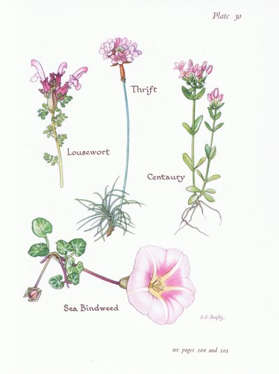 Lousewort, Thrift or Sea Pink, Centaury, Sea Bindweed by Bessie D. Inglis
