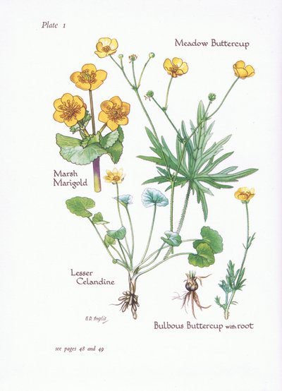 Marsh Marigold, Lesser Celandine, Meadow Buttercup, Bulbous Buttercup by Bessie D. Inglis