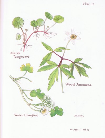 Marsh Pennywort, Wood Anemone, Water Crowfoot by Bessie D. Inglis
