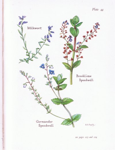 Milkwort, Brooklime, Speedwell, Germander Speedwell by Bessie D. Inglis