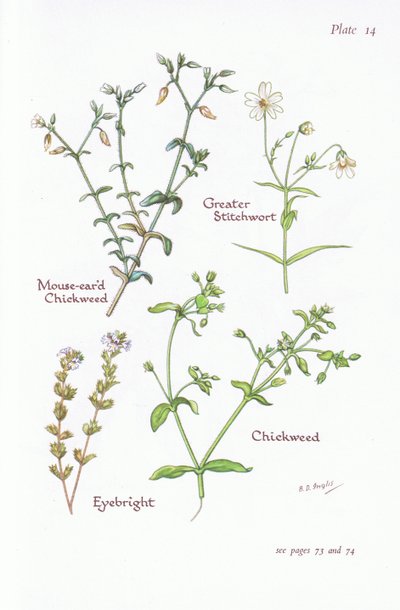 Mouse-Eared Chickweed, Greater Stitchwort, Chickweed, Eyebright by Bessie D. Inglis