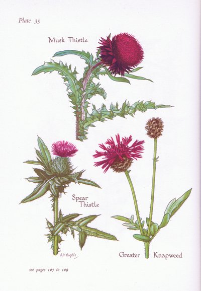 Musk Thistle, Spear Thistle, Greater Knapweed by Bessie D. Inglis