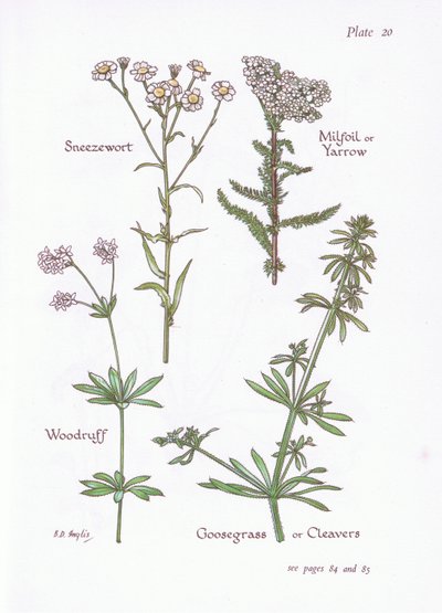 Sneezewort, Milfoil or Yarrow, Woodruff, Goosegrass or Cleavers by Bessie D. Inglis
