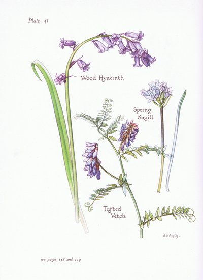 Spring Squill, Wood Hyacinth, Tufted Vetch by Bessie D. Inglis