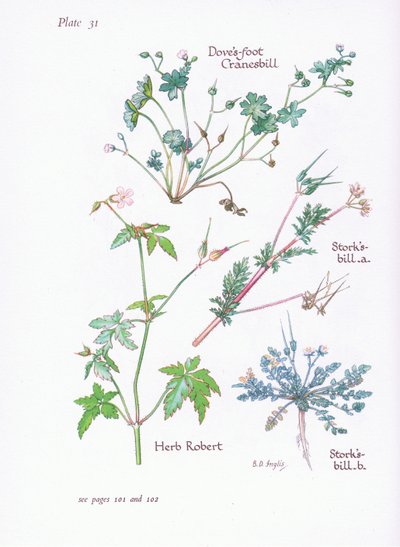 Storks Bill, Doves Foot, Cranesbill, Herb Robert by Bessie D. Inglis