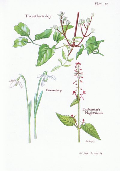 Travellers Joy, Enchanters Nightshade, Snowdrop by Bessie D. Inglis