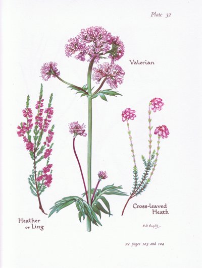 Valerian, Heather or Ling, Cross Leaved Heath by Bessie D. Inglis
