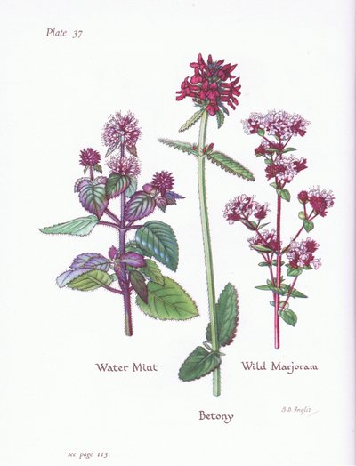 Water Mint, Wild Marjoram, Betony by Bessie D. Inglis