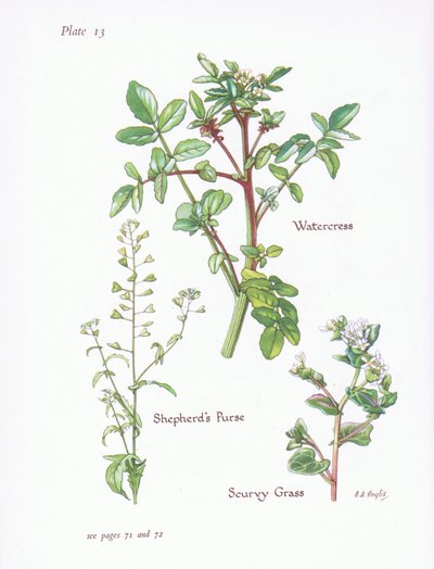 Watercress, Shepherds Purse, Scurvy Grass by Bessie D. Inglis