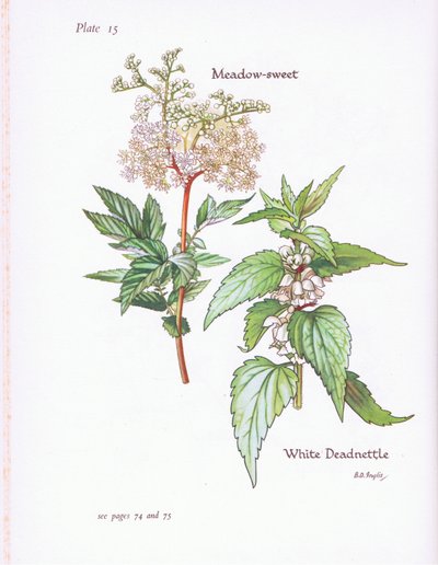 White Deadnettle, Meadow Sweet by Bessie D. Inglis