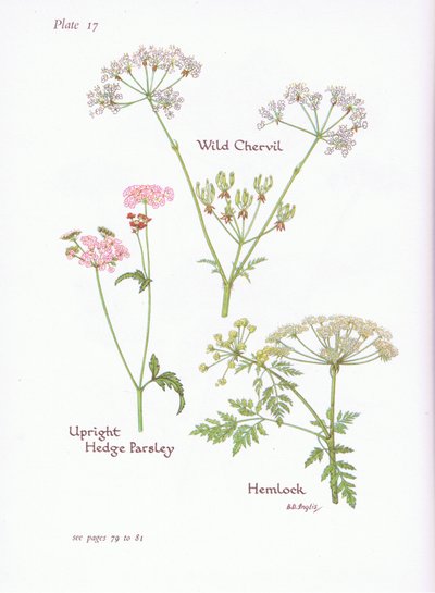 Wild Chevril, Hemlock, Upright Hedge Parsley by Bessie D. Inglis