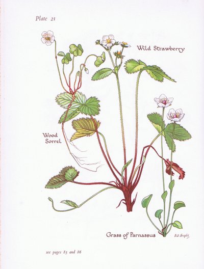 Wood Sorrel, Wild Strawberry, Grass of Parnassus by Bessie D. Inglis