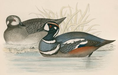 Harlequin Duck by Beverley R. Morris
