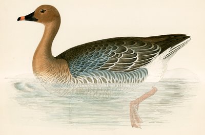 Pink Footed Goose by Beverley R. Morris