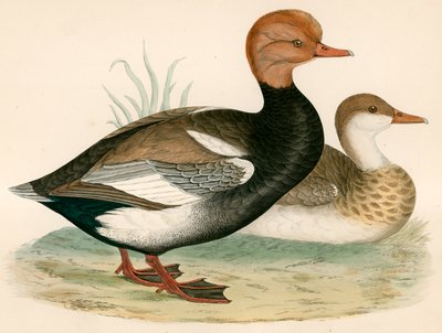 Red Crested Whistling Duck by Beverley R. Morris