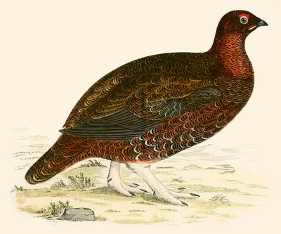 Red Grouse by Beverley R. Morris