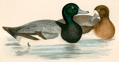 Scaup Duck by Beverley R. Morris