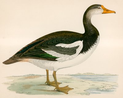 Spur Winged Goose by Beverley R. Morris
