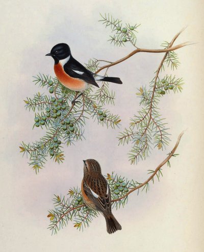 Saxicola maurus indicus, on Juniperus formosana. From The Birds of Asia (John Gould), Volume 4 by BirdsAsiaJohnGoIVGoul_0144.jpg