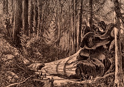 Mammoth Tree 