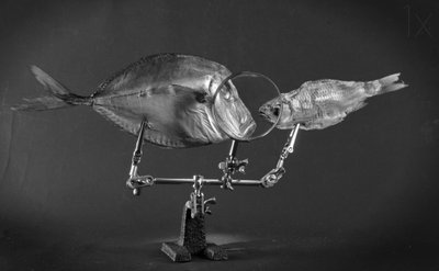 Curious Fish Study by Brig Barkow