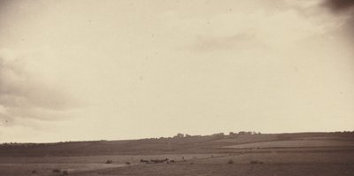 View of Fields with Cows by British 19th Century