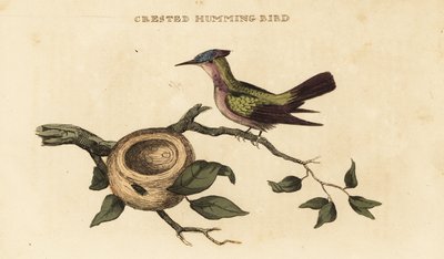 Antillean crested hummingbird, Orthorhyncus cristatus by British School
