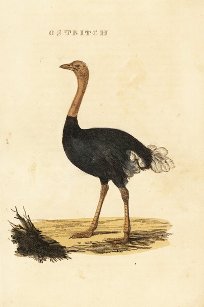 Common ostrich, Struthio camelus by British School