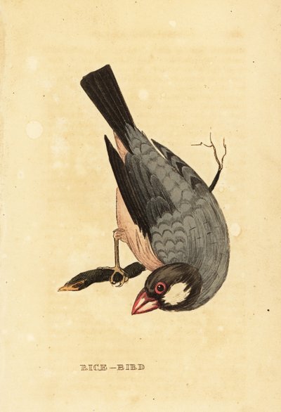 Java sparrow by British School