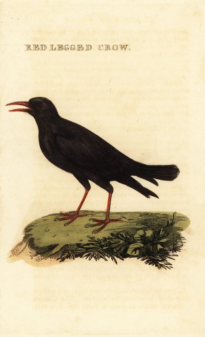 Red-billed chough, Pyrrhocorax pyrrhocorax by British School