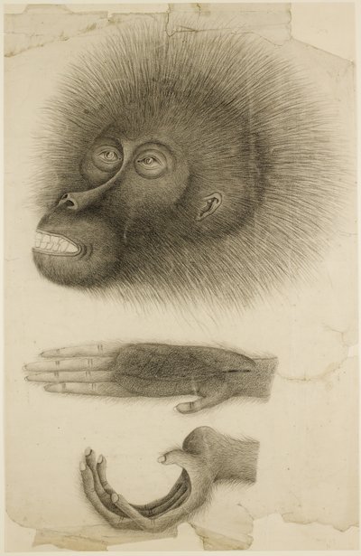 The Head and Hands of an Orangutan, c.1818-30 by British School