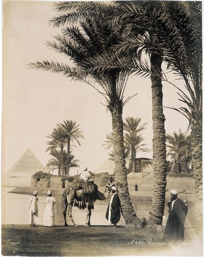 Palm Grove at the Foot of the Pyramids of Egypt - Photograph of the Zangali Brothers, Late 19th Century by Brothers Zangaki