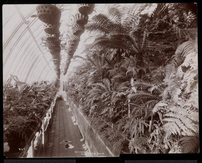Plants in a Greenhouse at the Helen Gould Estate at Tarrytown, New York, 1894 by Byron Company